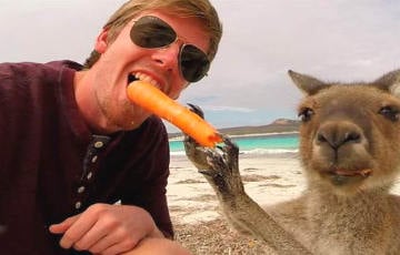 «Селфи года»: кенгуру накормило шведского туриста морквой