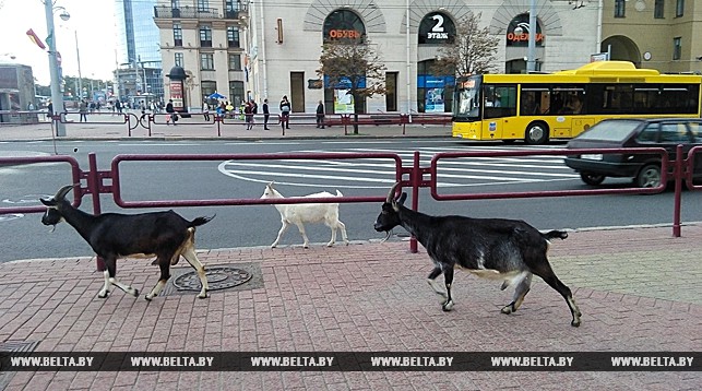 ГАИ задержала бегавших по центру Минска коз