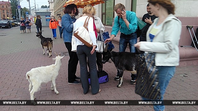 ГАИ задержала бегавших по центру Минска коз